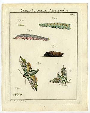 Antique Print-HAWK MOTH- SPHINX TILINE-TAB:II-Rosel von Rosenhof-1765