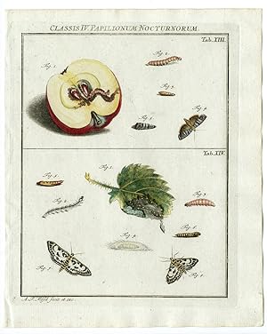 Antique Print-CODLING MOTH-SMALL MAGPIE-TAB:XIII,XIV-Rosel von Rosenhof-1765