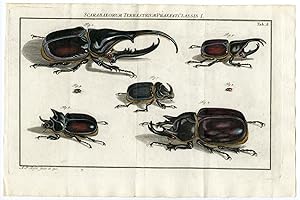 Antique Print-BEETLE SPECIES-INSECTS-TAB: A-Rosel von Rosenhof-1765