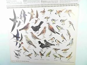 Seller image for A field identification guide to selected British birds for sale by Cotswold Internet Books