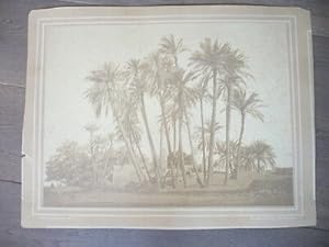 BONFILS GRANDE PHOTO 1867 ANTINOE PALMIER DE CHEIK-ABADDEH EGYPTE