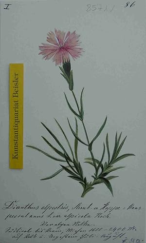 "Dianthus alpestris Sternb. u, Hoppe = Monspessulanus L: var. alpicola Koch.".