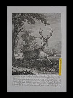 "Dieser Hirsch von 16 Enden vom 10ten Kopf jagdbar der ohne Ohr genannt ist den 23ten Sept. 1765,...