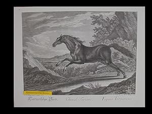 "Tartarisches Pferd. Cheval Tartare. Equus Tartaricus".
