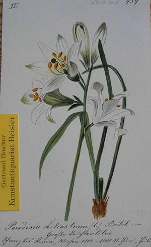 "Paradisia liliastrum (L.) Bertol.- Große Trichterlilie". Pardisea liliastrum.