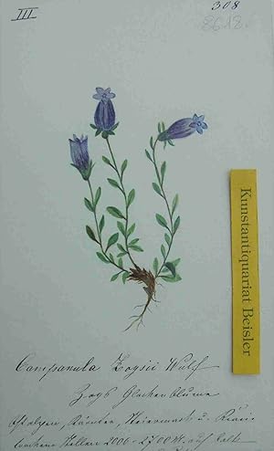 "Campanula Zoysii Wulf. Zoys Glockenblume".