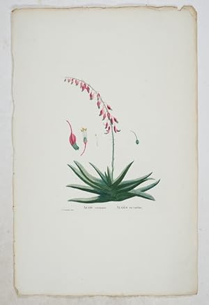 Plantarum Succulentarum Historia, ou Histoire Naturelle des Plantes Grasses de P.J.Redouté Peintr...