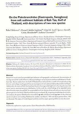 Bild des Verkufers fr On the Plakobranchidae (Gastropoda, Sacoglossa) from soft sediment habitats of Koh Tao, Gulf of Thailand, with descriptions of two new species zum Verkauf von ConchBooks