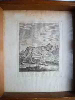 Englische Docke (Dogge). Kupferstich von J. E. Riediger aus "Entwurf einiger Thiere", 1. Teil (Hu...