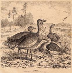 Trappen Vögel Natur Original Holzstich Antike Druckgrafik