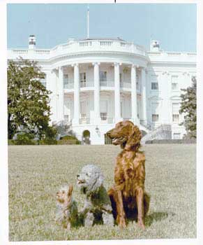 Original official White House photograph of pet dogs Pasha, Vicky, and King Timahoe.