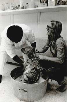 Original official White House photograph of First Daughter Susan Ford giving a bath to the family...