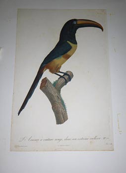 Bild des Verkufers fr L'Aracari  cinture rouge, dans son extrme viellesse, no. 12. from "Histoire naturelle des oiseaux de paradis et des rolliers, suivie de celle des toucans et des barbus- par Francois Levaillant ". First edition. zum Verkauf von Wittenborn Art Books