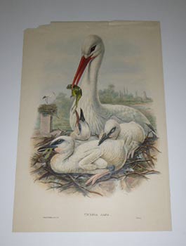 Seller image for Ciconia alba. Ciconia ciconia. Stork. White Stork from "The Birds of Great Britain". First edition. for sale by Wittenborn Art Books