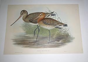 Imagen del vendedor de Limosa Melanura, Leisl. [ Black-tailed Godwit.]]. from "The Birds of Great Britain". First edition. a la venta por Wittenborn Art Books