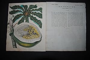 "Der Melonen- oder Papayenbaum. (Carica Papaya)".