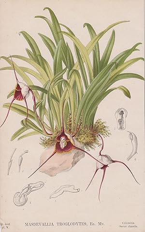 Seller image for Masdevallia Troglodytes" - Orchidee orchid / Kolumbien Colombia / Blumen flower Blume / botanical Botanik Botany for sale by Antiquariat Steffen Vlkel GmbH