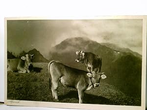 Alpvieh auf der Sommerweide im Gebirge. Alte AK / Werbekarte s/w. ungel. ca 30/40ger Jahre. Rücks...