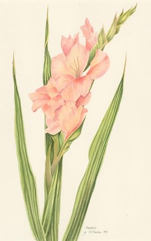 Audrey Pardoe - 1992 Watercolour, Gladioli