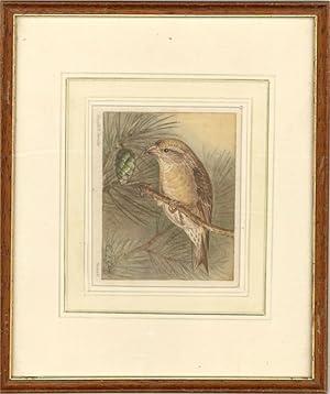 E. Gorton - Early 20th Century Watercolour, Crossbill Bird Study