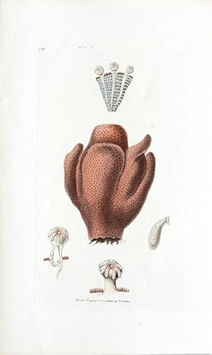 Bild des Verkufers fr Purple Alcyonium. The Naturalist's Miscellany. zum Verkauf von Peter Harrington.  ABA/ ILAB.