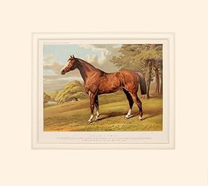 Bild des Verkufers fr Stilton a Hunter. The property of Col. Lloyd Lindsay VCMP A winner of the Punchestown (Ireland) Steeplechase. From a painting by Sheldon Williams Esquire. zum Verkauf von Peter Harrington.  ABA/ ILAB.