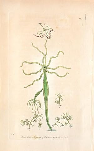 Bild des Verkufers fr The Green Polype or Hydra. The Naturalist's Miscellany. zum Verkauf von Peter Harrington.  ABA/ ILAB.