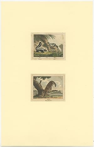 Antique Print of Pole-Cats and a Honey Buzzard by Barr (1797)
