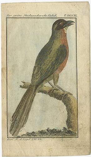 Antique Bird Print of a Cuckoo Species by Buffon (1794)