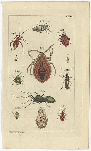 Antique Print of various Insects (c.1810)