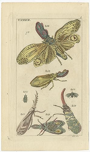 Antique Print of various Insects (c.1810)