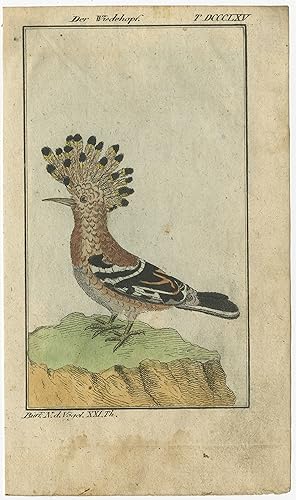 Antique Bird Print of a Hoopoe by Buffon (1794)
