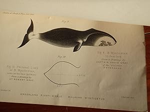 On the Carpus of the Greenland right-whale (Balaena mysticetus) and of Fin-Whales