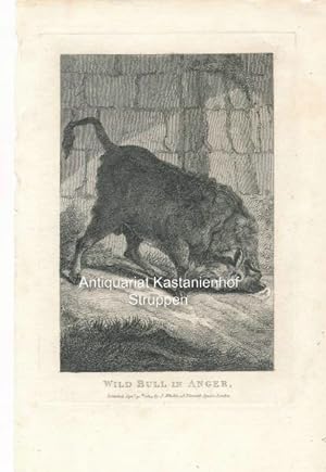 Bild des Verkufers fr Wild Bull in Anger. - zum Verkauf von Antiquariat Kastanienhof