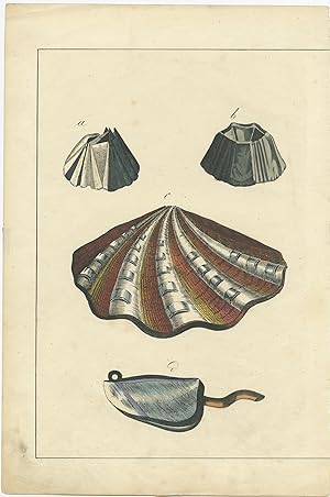 Antique Print of various Shells (c.1880)