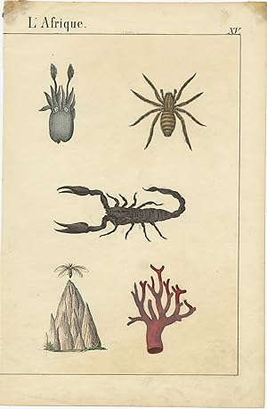 Antique Print of various Animals (c.1880)