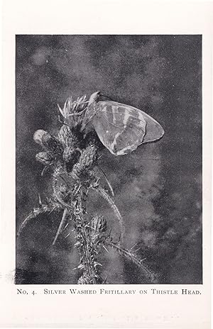 Silver Washed Fritillary Antique Butterfly Postcard