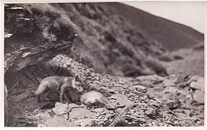 Image du vendeur pour Baby Hunting Fox Antique Real Photo Postcard mis en vente par Postcard Finder