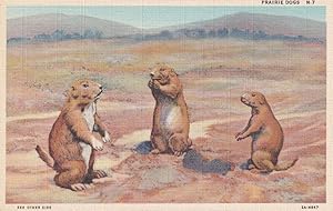 Prairie Dogs on American Highways Animal Linen Old Postcard