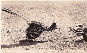 Road Runner Bird & Rattlesnake Snake Battle Real Photo Postcard