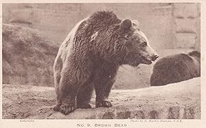 Brown Bear London Zoological Gardens Antique Postcard