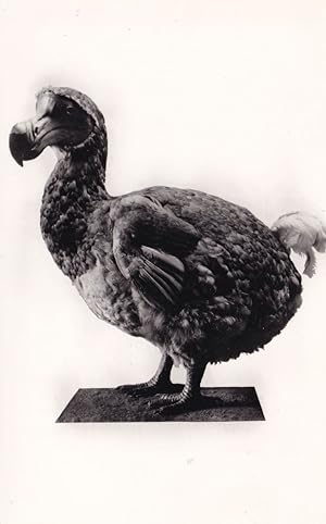 Dodo Extinct Bird British Museum Old Real Photo Postcard