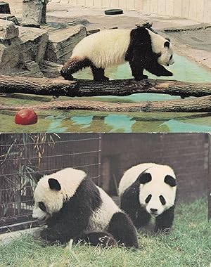 Seller image for Giant Panda At The Zoo Chia Chia London 2x Postcard s for sale by Postcard Finder