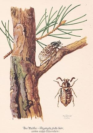 Polyphylla Fullo Beetle Insect Old German Postcard