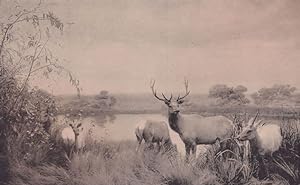 San Joaquin Valley Elk Group Deer Painting Antique 2x Postcard