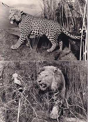 Leopard Lion Birmingham Cat Natural History Museum 2x Postcard s