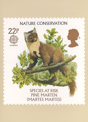 Pine Martin Squirrel Endangered Species Rare Limited Edn Postcard