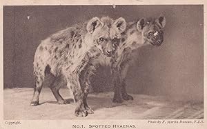 Spotted Hyeanas Hyena Antique Zoological Society Postcard