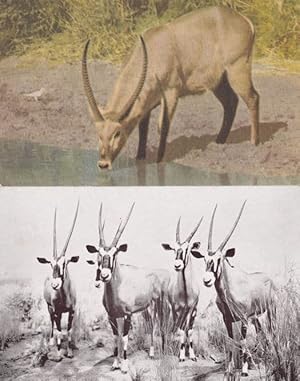 Water Buck at Kruger National Park Gemsbock 2x Old Postcard s