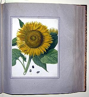 Image du vendeur pour A Superb Album of Original Botanical Watercolors, 1787 mis en vente par Arader Galleries Drawings & Watercolors